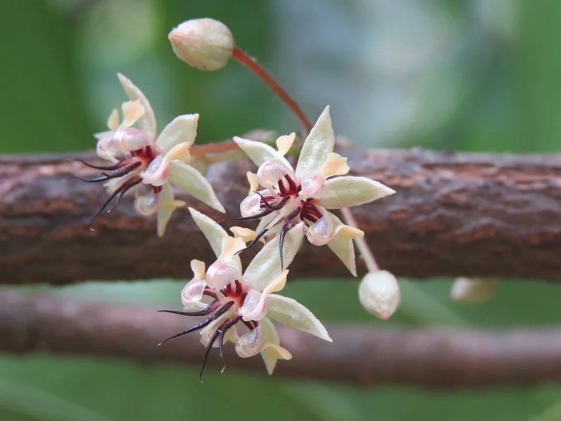 Our Story 800px theobroma cacao flowers at kunnathurpadi (1)