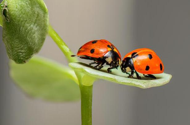 Home Ladybugs 1