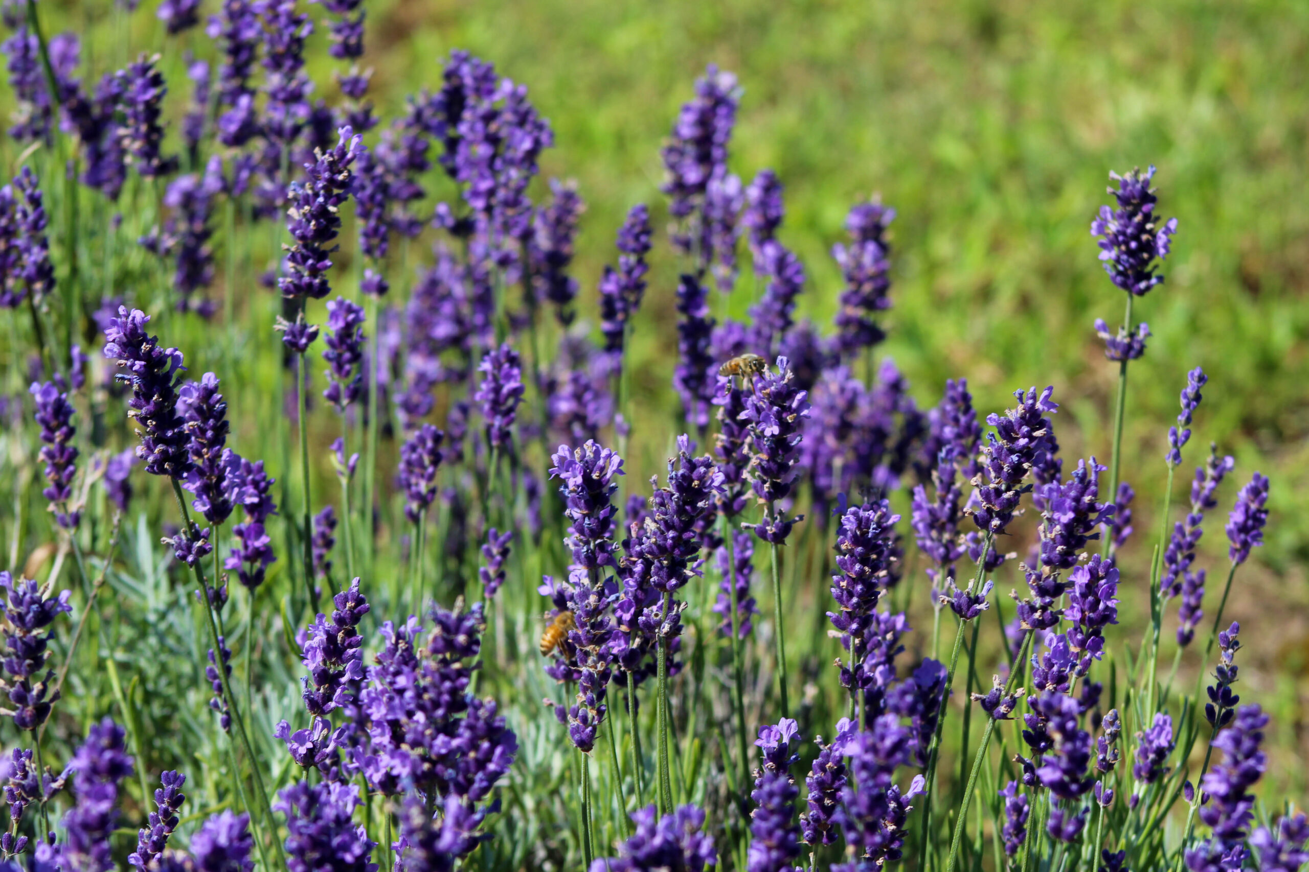 Home Lavender Flowers17664064b87621db3.14014265 Scaled