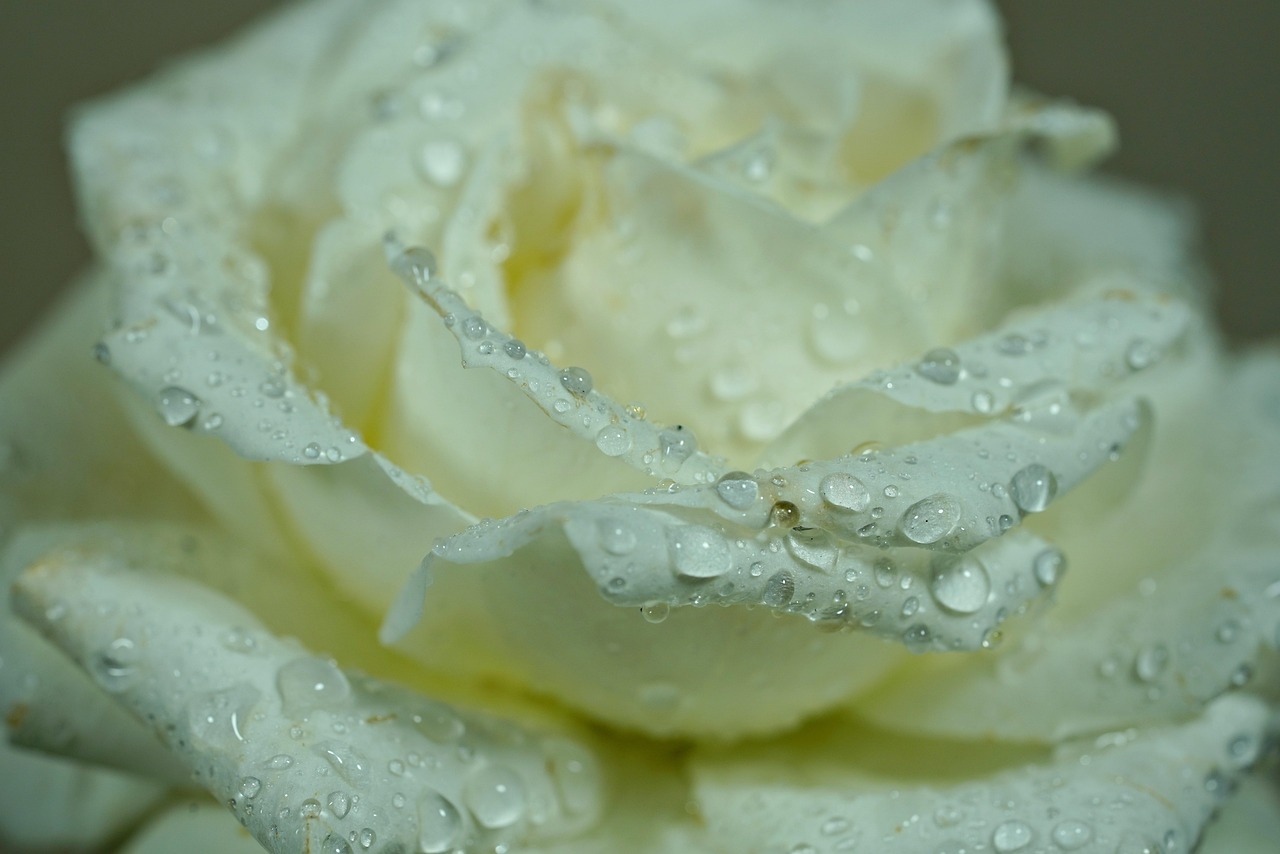 Our Story rose, beautiful flowers, white rose, rose flower, flower, flower wallpaper, dewdrops, flower background, raindrop, nature, close up, macro