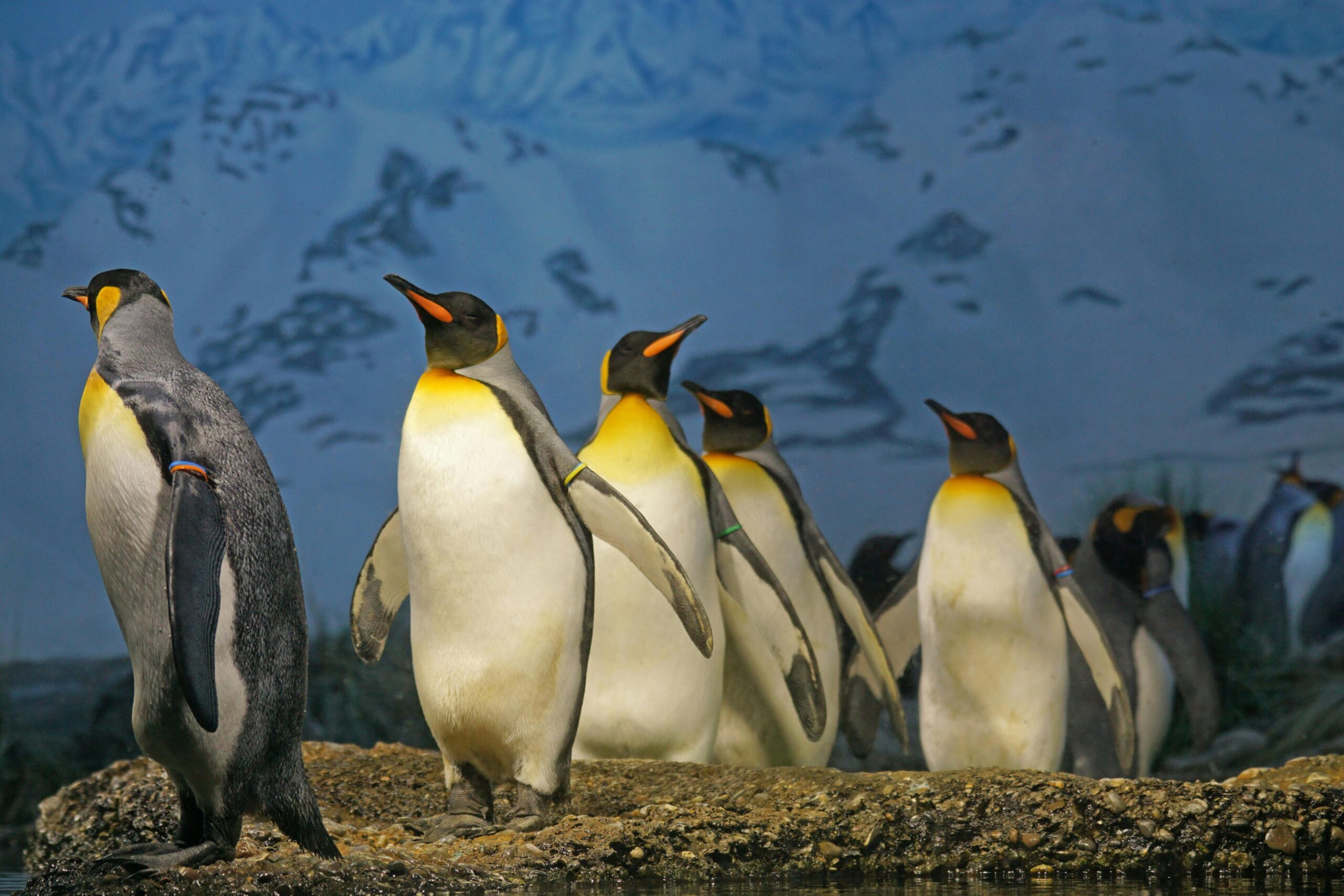 Our Story King penguins standing together, showcasing their natural habitat in a snowy landscape.