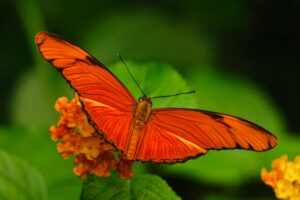 Our Story Close-up of an orange butterfly resting on vibrant lantana flowers, showcasing nature