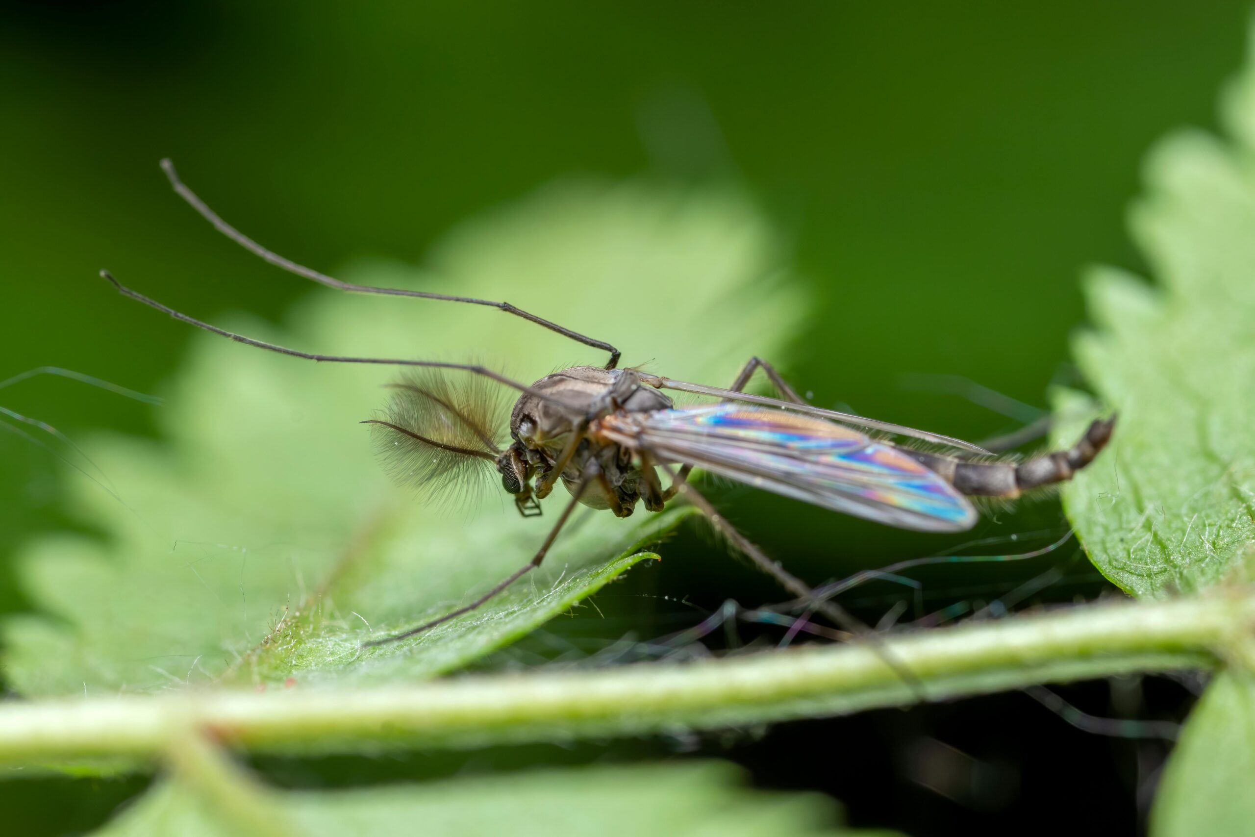 Our Story Macro shot of a Chironomidae midge perched on a green leaf, showcasing vibrant details.