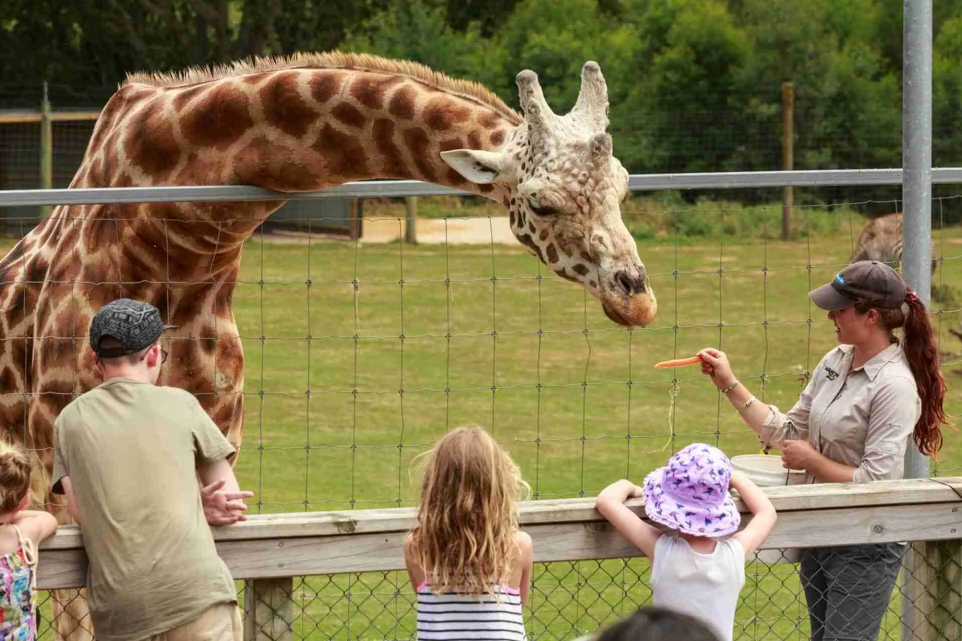 giraffe zoo keeper