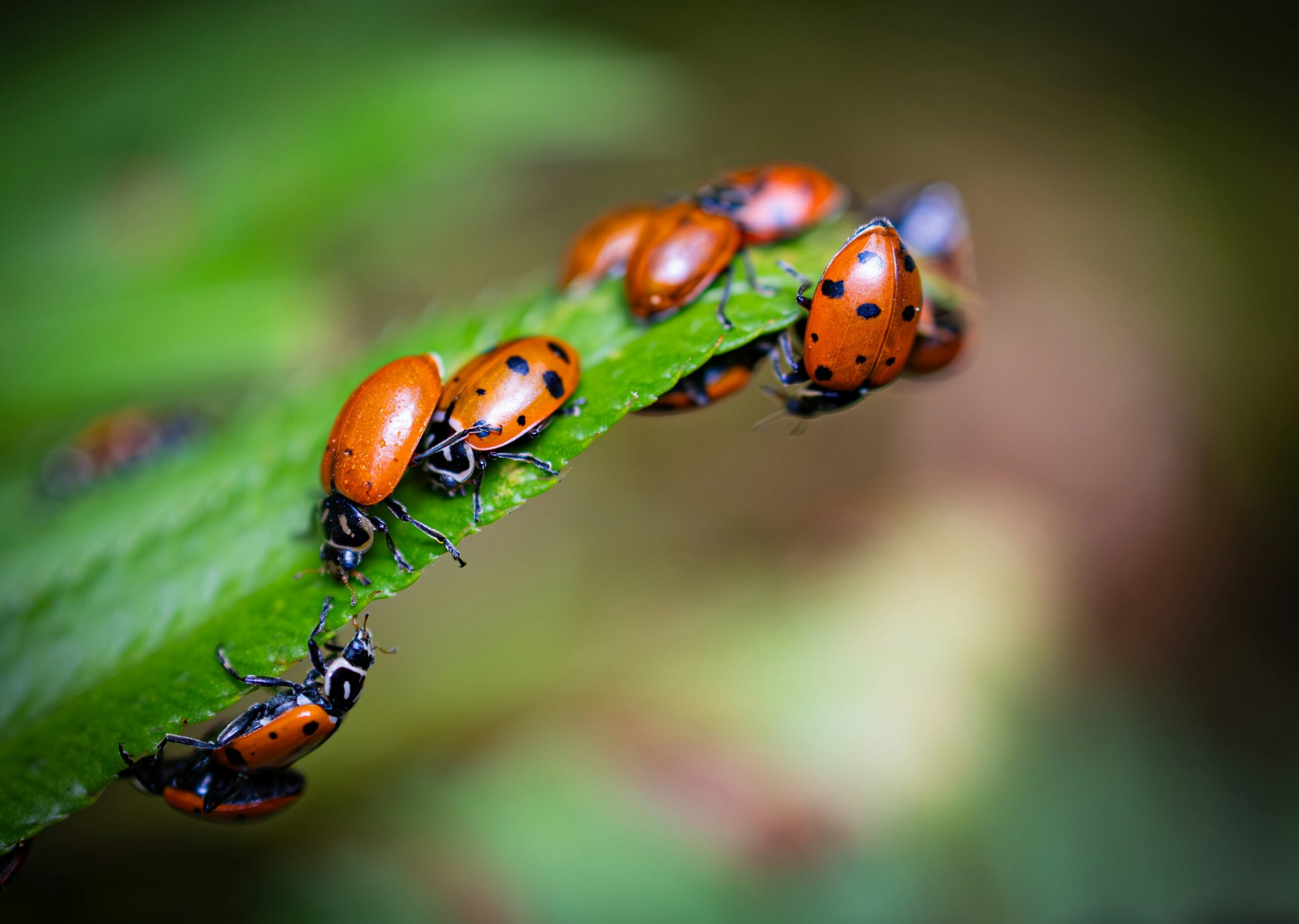ladybugs black dire media ymmqjm qucs unsplash