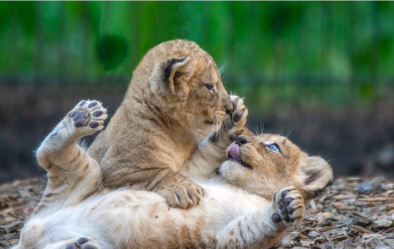 lion cubs playing