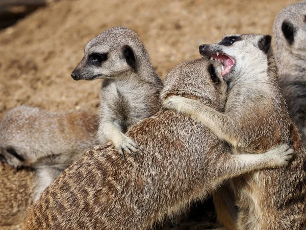 meerkats 1