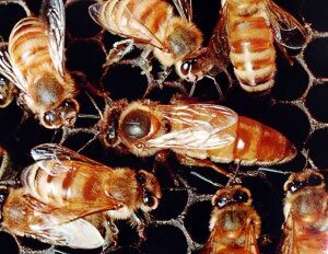 the queen bee and her attending workers 232x300