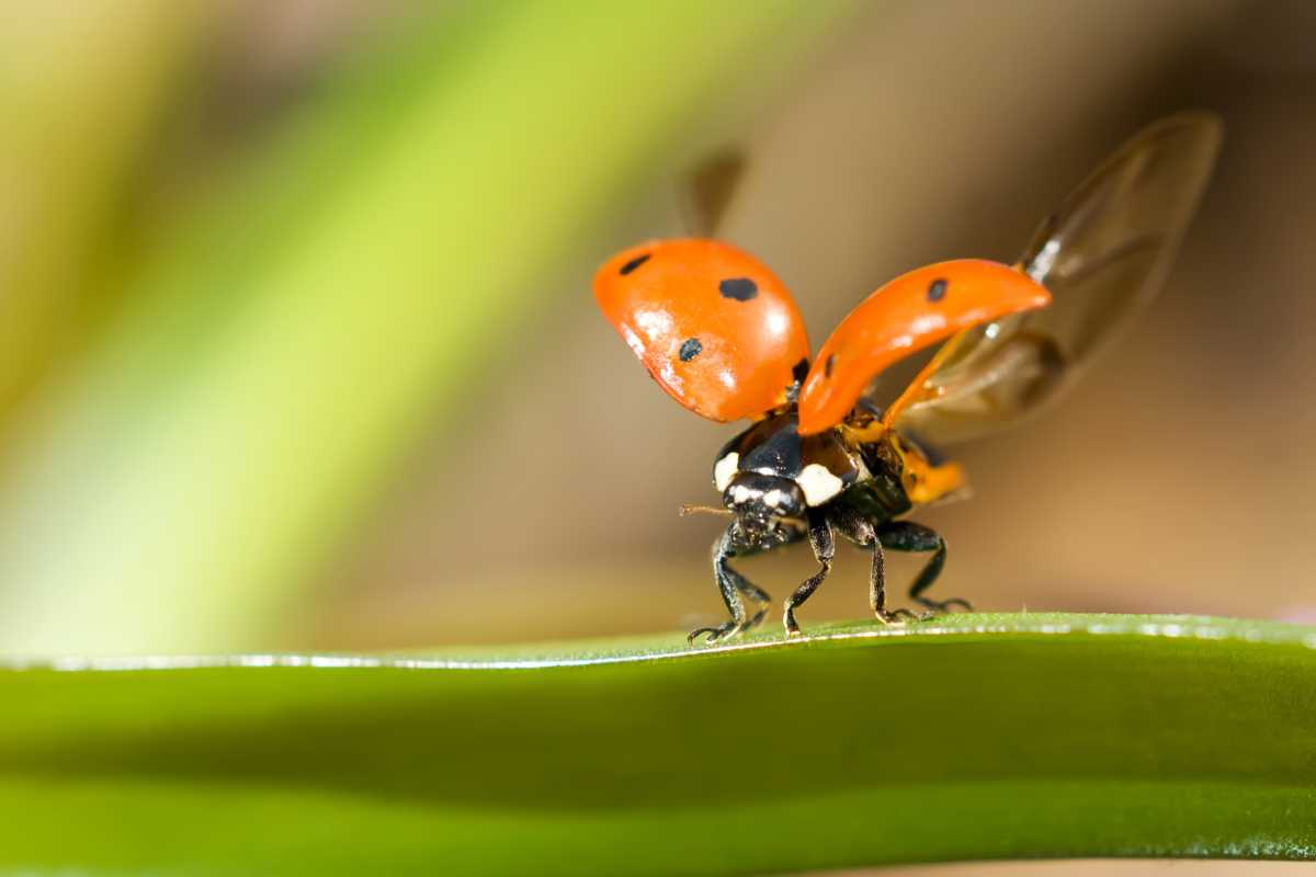 7 ladybugs actually have a hidden secret