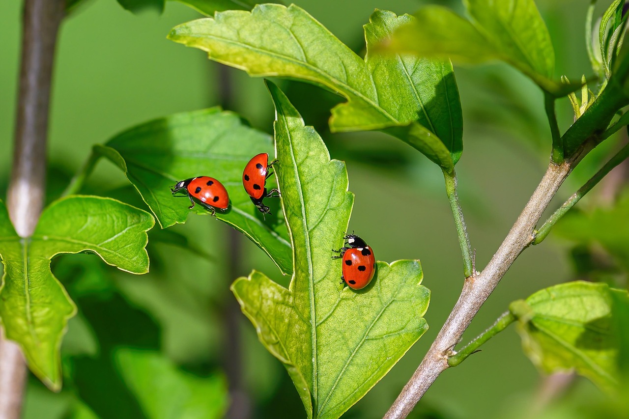 ladybug, nature, insect, entomology, lucky charm, points, hibiscus, leaves, wildlife