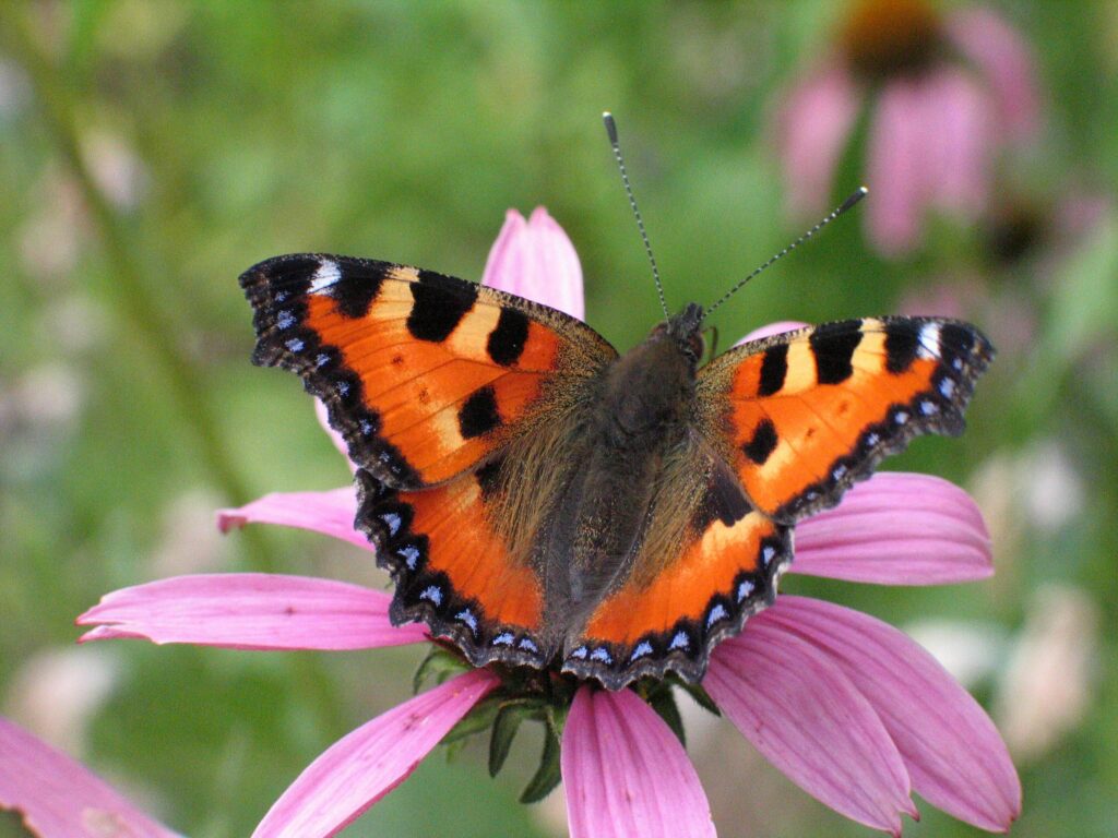 Close-up of a colorful Small Tortoiseshell butterfly on a pink Echinacea flower in a garden.