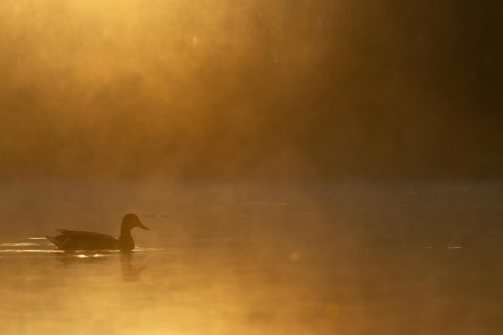 Week of Gratitude Reflection (Founder’s Celebration) Duck gliding on a misty lake at sunrise in Tárnok, Hungary.