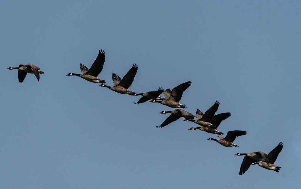 Canadian geese in flight against a clear sky, showcasing natural beauty and wildlife behavior.