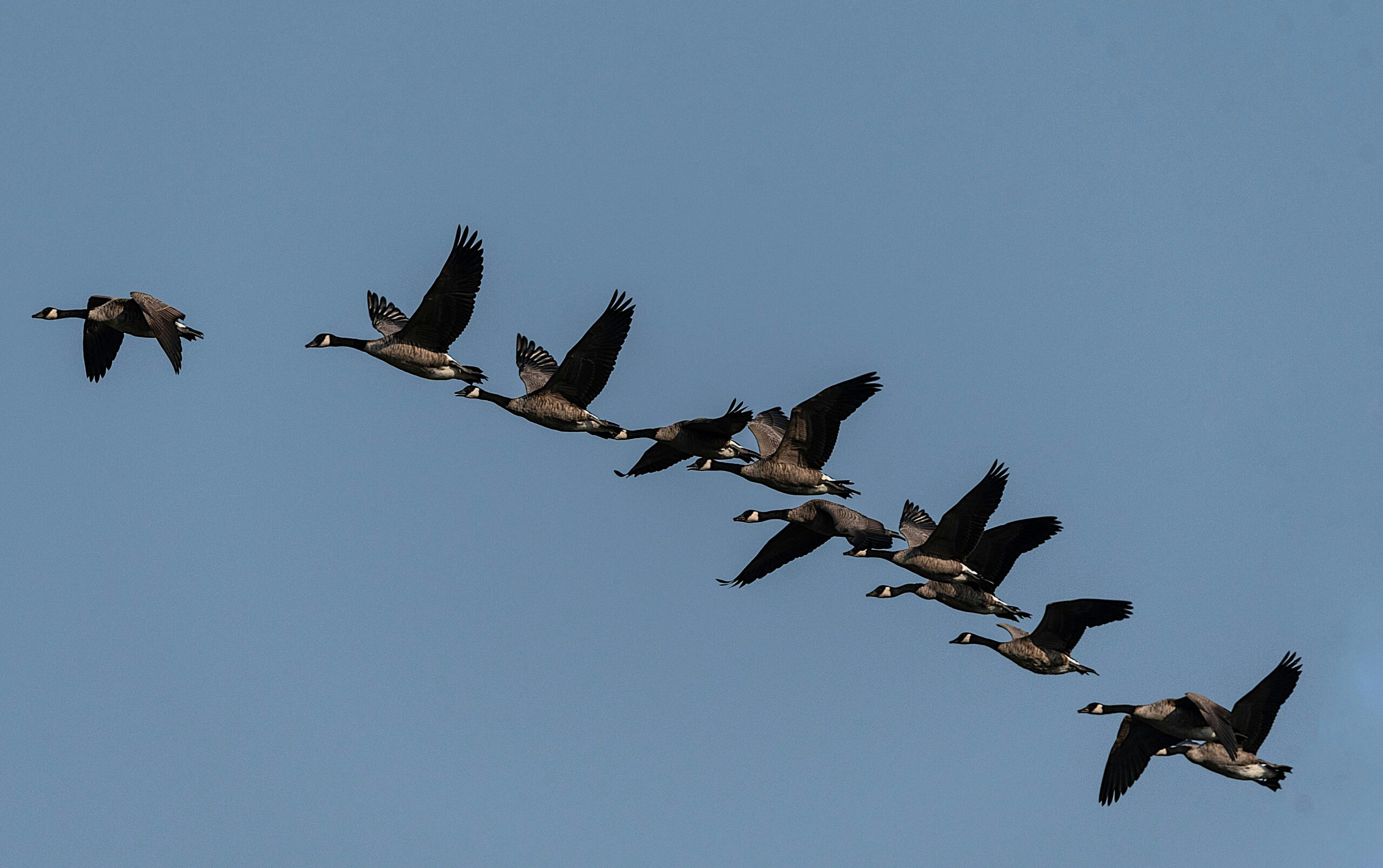 Canadian geese in flight against a clear sky, showcasing natural beauty and wildlife behavior.