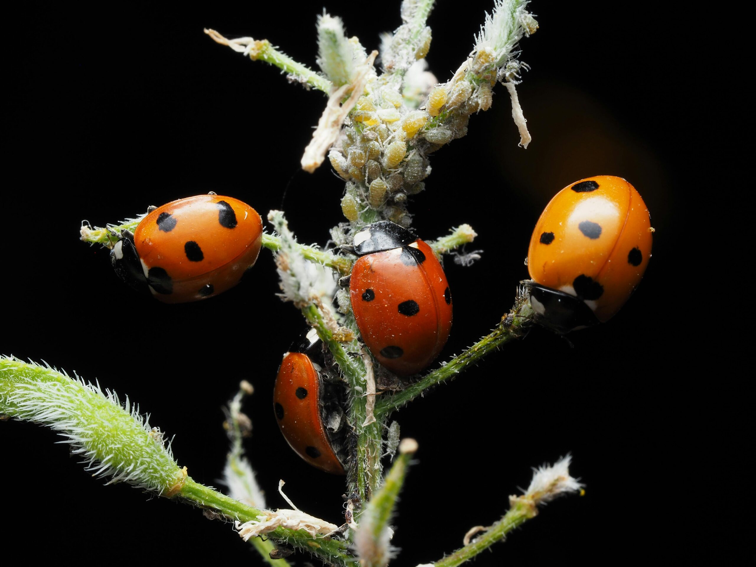 Close-up of vibrant ladybugs on a plant stem against a dark background.