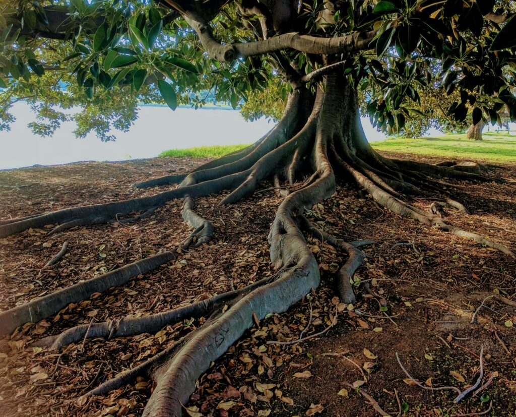 Explore the striking roots of a big fig tree in Albert Park, Australia. Nature