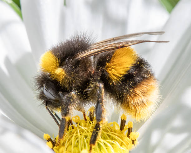 macro close up of a bumble bee on a flower