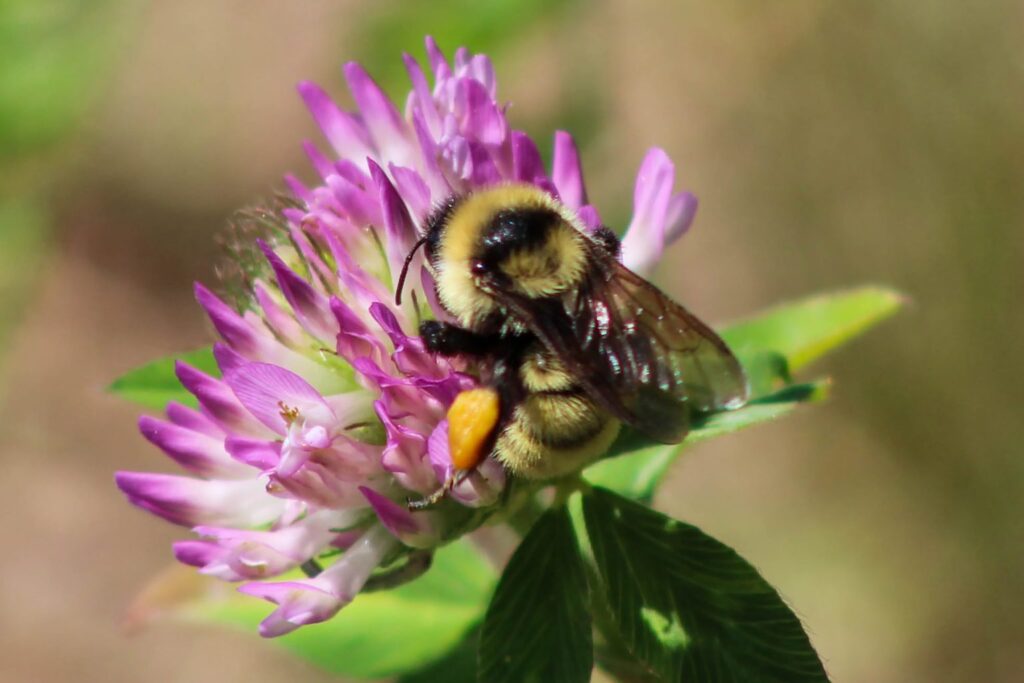 Bee Letter 3 CC0 Licensed Photo By Michelle Frechette From The WordPress Photo Directory 1024x683