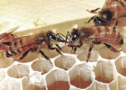 worker bees sharing nectar 430x308